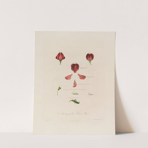 Anatomy of the Sweet Pea (1799–1810) by Robert John Thornton