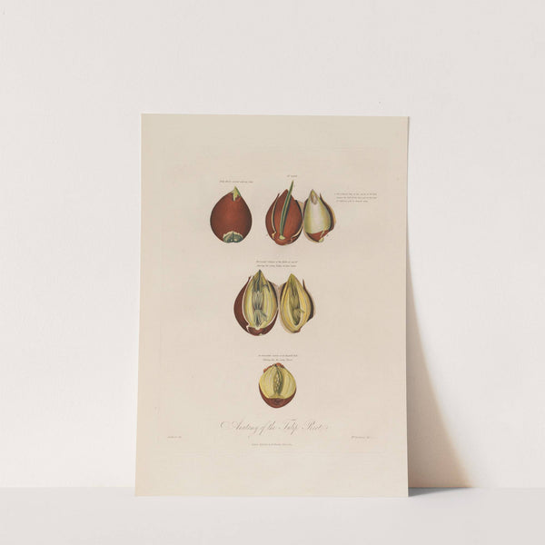 Anatomy of the Tulip Root (1799–1810) by Robert John Thornton