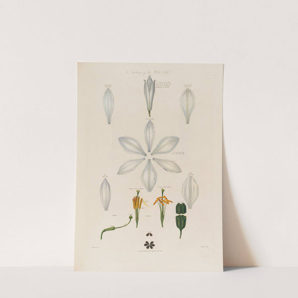 Anatomy of the White Lily (1799–1810) by Robert John Thornton