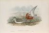 Ancylocheilus subarquata. Curlew Sandpiper. (1862-1873)