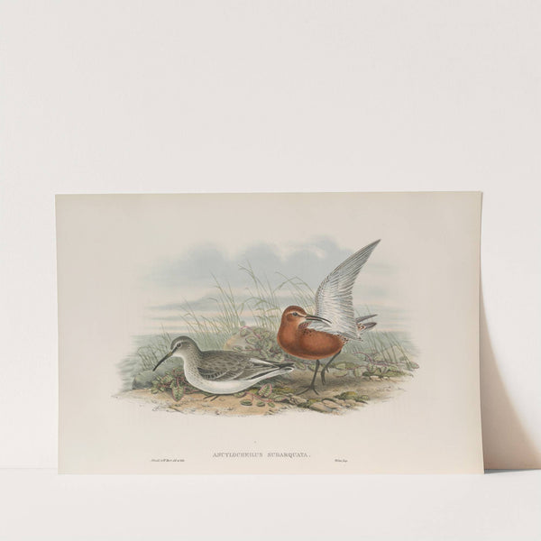 Ancylocheilus subarquata. Curlew Sandpiper. (1862-1873) by John Gould