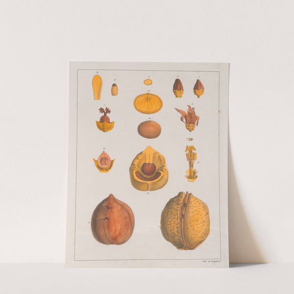 Anda Gomesii (1824-1828) by Auguste de Saint-Hilaire