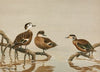 Andaman Teal, Hottentot Teal