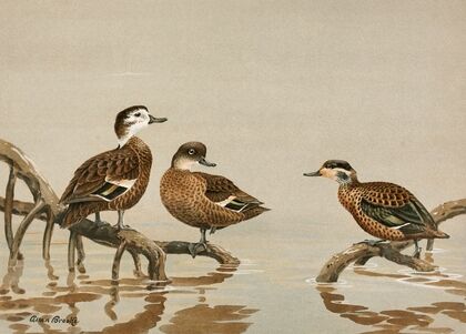 Andaman Teal, Hottentot Teal
