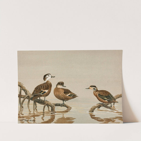 Andaman Teal, Hottentot Teal (1922-1926) by Allan Brooks