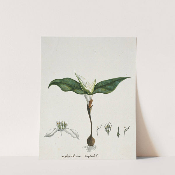 Androcymbium capense (L.) Krause. by Robert Jacob Gordon