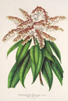 Andromeda (Comarostaphylis) formosa