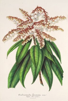 Andromeda (Comarostaphylis) formosa