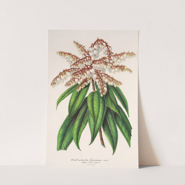 Andromeda (Comarostaphylis) formosa by Charles Antoine Lemaire