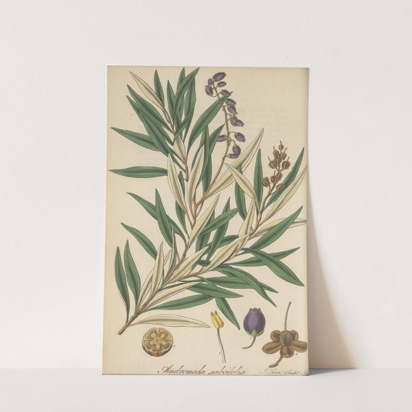 Andromeda salicifolia by William Jackson Hooker