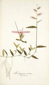 Andropogon undatus