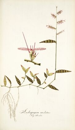 Andropogon undatus