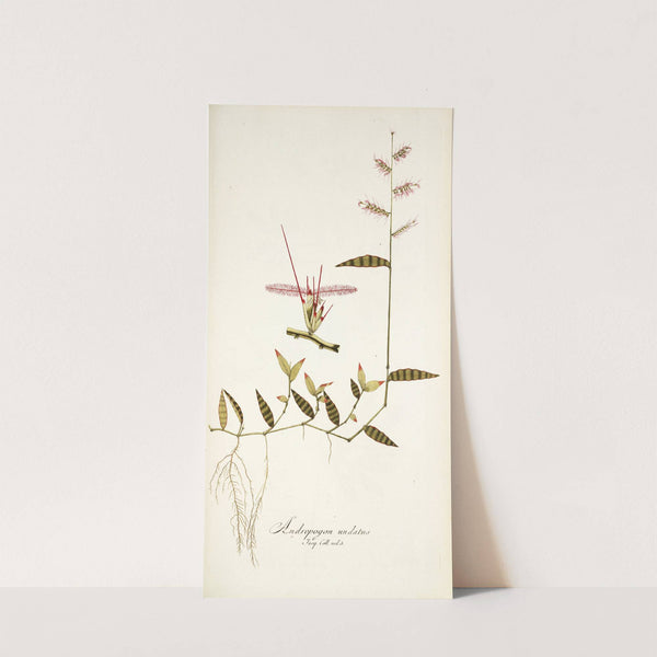 Andropogon undatus by Nikolaus Joseph Freiherr von Jacquin