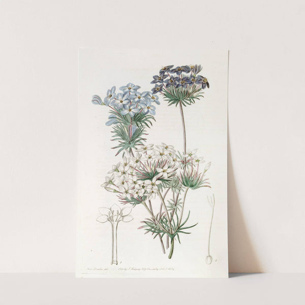 Androsace-like Leptosiphon by Sydenham Edwards
