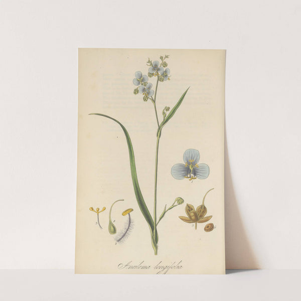 Aneilema longifolia by William Jackson Hooker