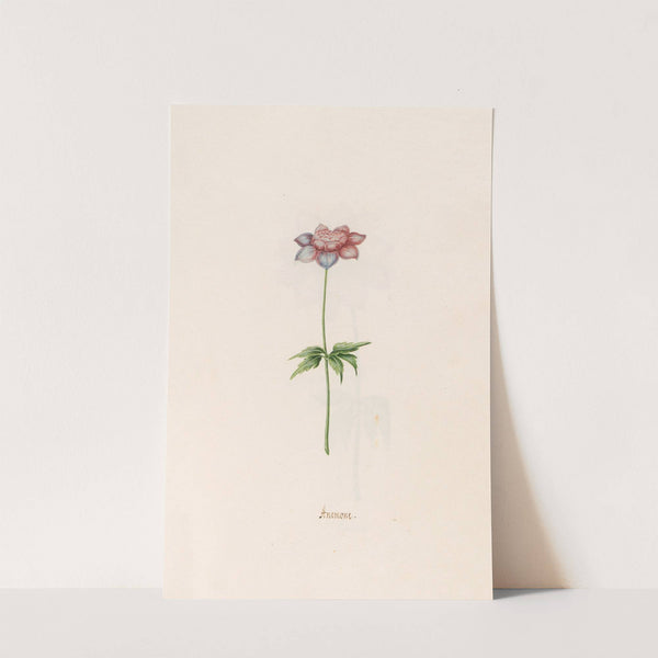 Anemone (1692) by Magdelena Rosina Funck