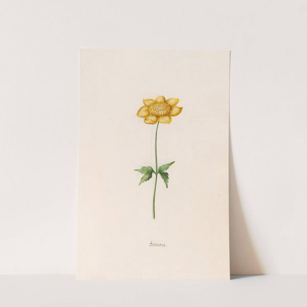 Anemone (1692) by Magdelena Rosina Funck