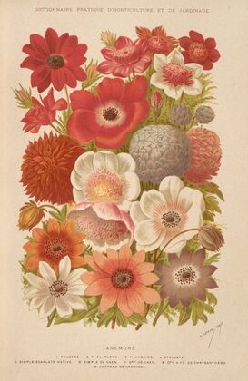 Anemone (1893)