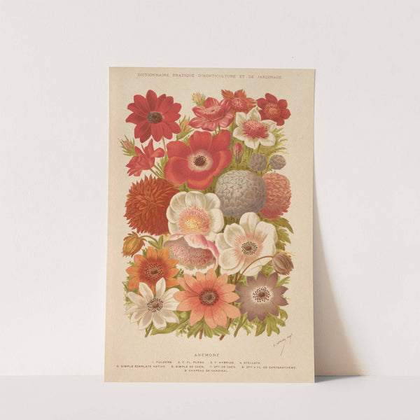 Anemone (1893) by George Nicholson