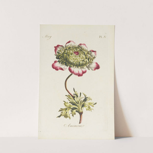 Anemone by Carington Bowles