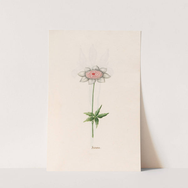 Anemone (1692) by Magdelena Rosina Funck