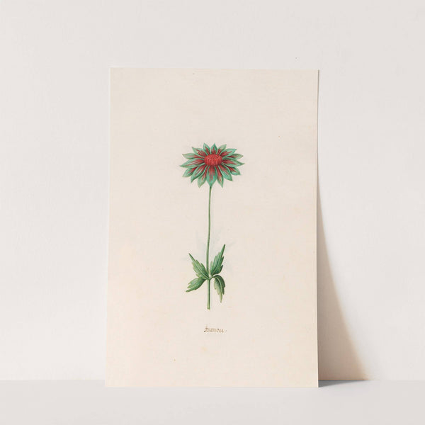 Anemone (1692) by Magdelena Rosina Funck