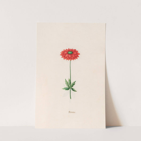 Anemone (1692) by Magdelena Rosina Funck