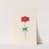 Anemone (1692) by Magdelena Rosina Funck