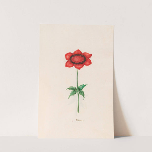 Anemone (1692) by Magdelena Rosina Funck