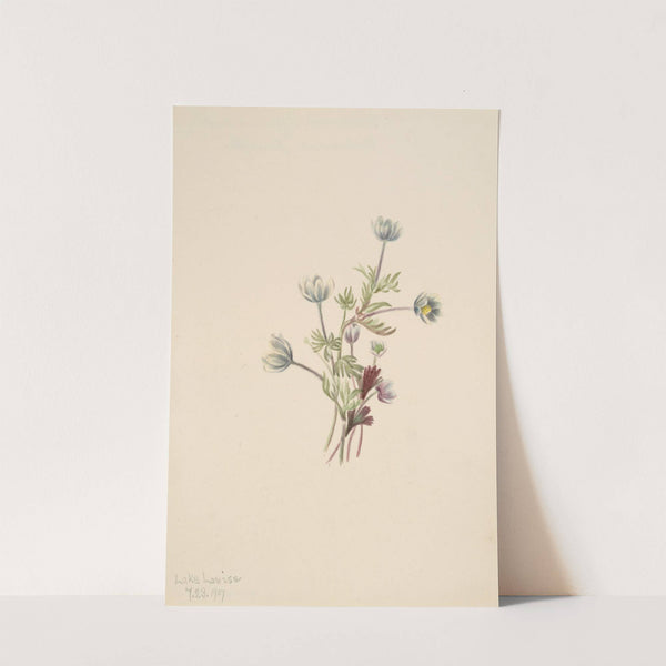 Anemone (Anemone drummondii) (1907) by Mary Vaux Walcott