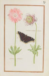 Anemone blanche double ; anemone superisse (1624)