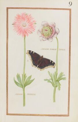 Anemone blanche double ; anemone superisse (1624)