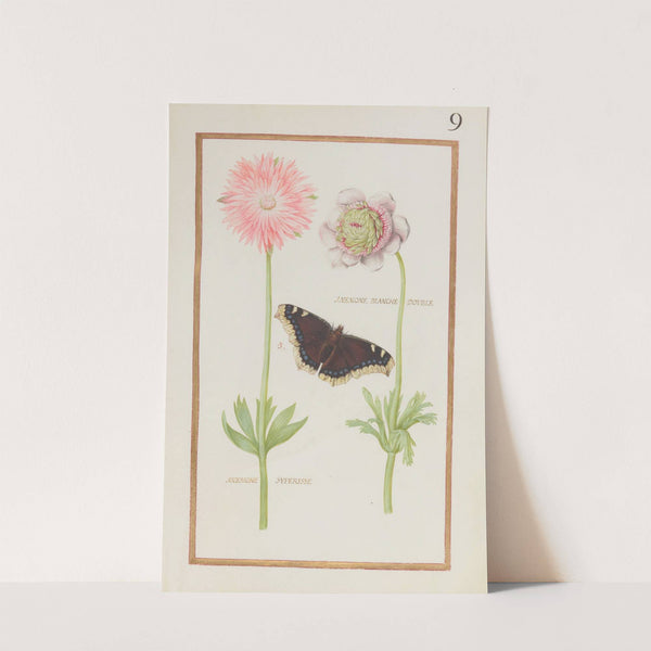 Anemone blanche double ; anemone superisse (1624) by Daniel Rabel