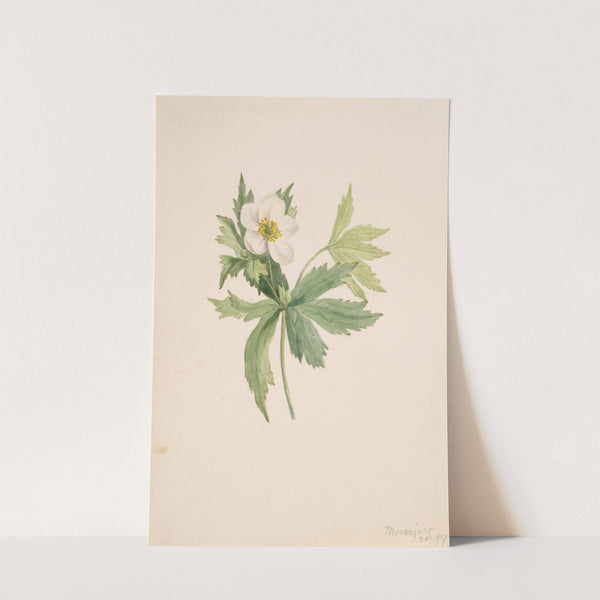 Anemone canadensis (1907) by Mary Vaux Walcott