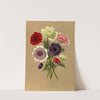 Anemone Coronaria Fl. Pl. (Doubles Anemones) (1872-1881) by Arentina Hendrica Arendsen