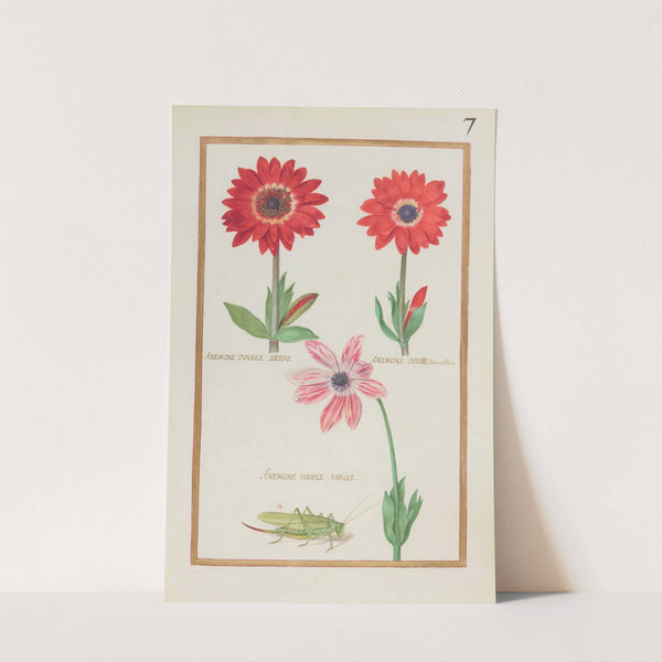 Anemone double lierre ; anemone double incarnadine ; anemone simple variée (1624) by Daniel Rabel