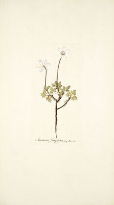 Anemone fragifera
