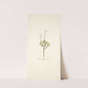 Anemone fragifera by Nikolaus Joseph Freiherr von Jacquin
