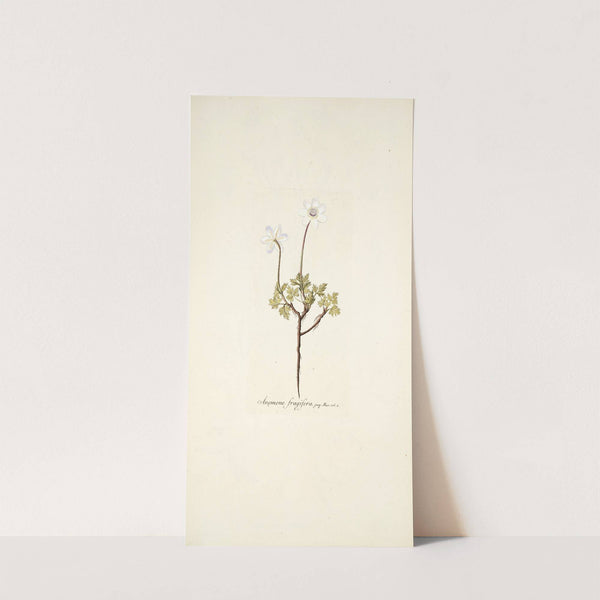 Anemone fragifera by Nikolaus Joseph Freiherr von Jacquin