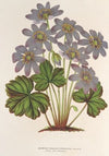 Anemone (Hepatica) angulosa