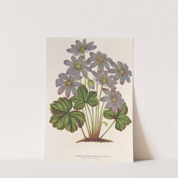 Anemone (Hepatica) angulosa by Charles Antoine Lemaire