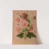 Anemone Japonica Rosea (1872-1881) by Arentina Hendrica Arendsen