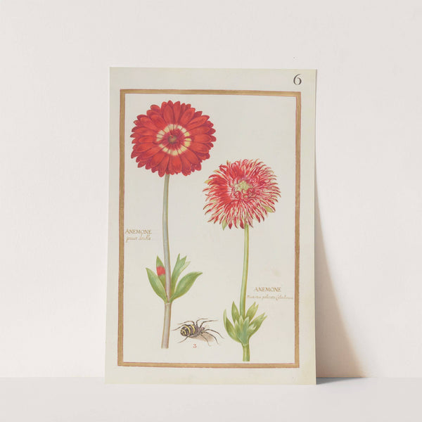 Anemone pavot double; Anemone maxima polientos Calcedonica (1624) by Daniel Rabel