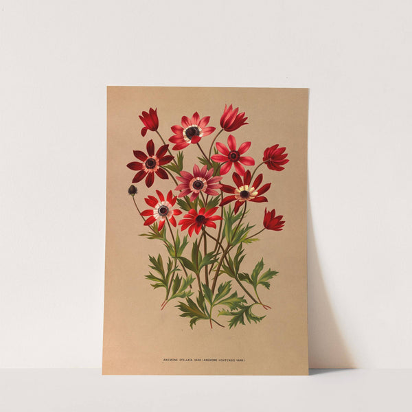 Anemone Stellata Varr (Anemone Hortensis Varr ) (1872-1881) by Arentina Hendrica Arendsen