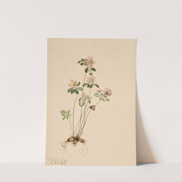 Anemonella (Syndesmon thalictroides) (1917) by Mary Vaux Walcott