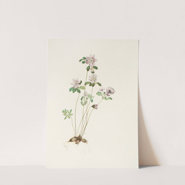 Anemonella. (Syndesmon thalictroides) (1925) by Mary Vaux Walcott