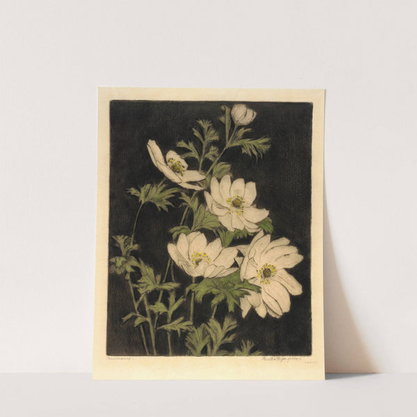 Anemones by Bertha Jaques