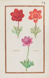 Anemones doubles (1624)