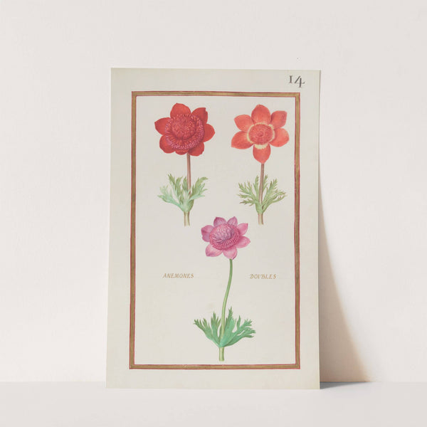 Anemones doubles (1624) by Daniel Rabel