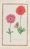 Anemones doubles (1624)